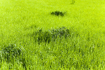 Image showing immature cereals . wheat