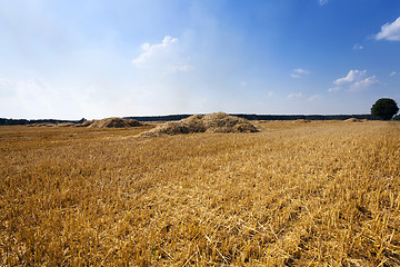 Image showing harvesting cereals.  field 