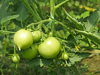 Image showing Green tomatoes in greenhouse