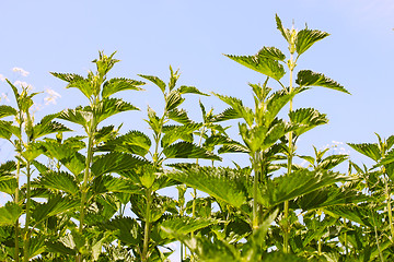Image showing Stinging nettle young plants
