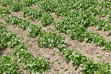 Image showing Potato rows in garden