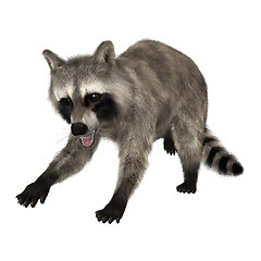 Image showing Raccoon on White