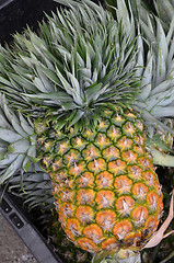 Image showing Pineapple tropical fruit 