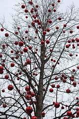 Image showing Tree with big red Christmas baubles