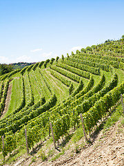 Image showing Italy - Piedmont region. Barbera vineyard