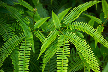 Image showing Lush green fish bone fern