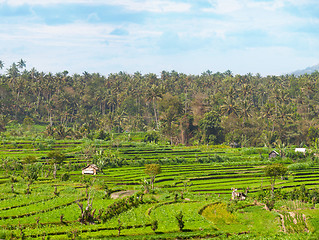 Image showing Teraced Agricultural Fields in Asia