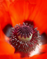 Image showing Close up of a vivid red poppy stamen