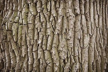 Image showing Close up of a tree trunk background