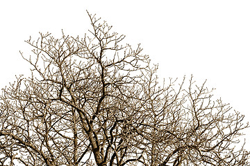 Image showing  Leafless tree against a cloudless sky