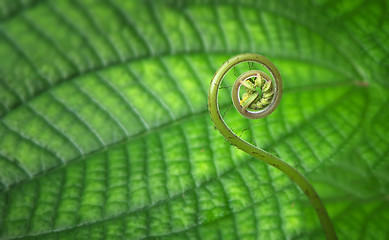 Image showing Young tropical spiral fern close-up