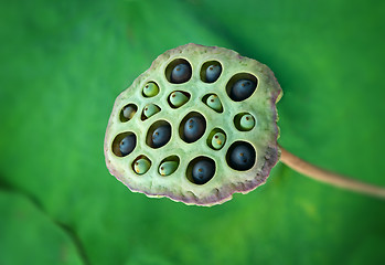 Image showing Close up of Lotus seeds in their pod