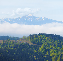 Image showing Snow capped mountain peak in the back ground of forest