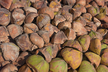 Image showing Pile of broken coconut husks