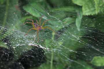 Image showing Scary spider lurking in its web