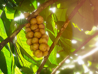 Image showing Fresh tropical Longkong fruit from Thailand