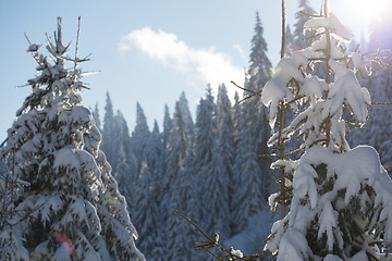 Image showing pine tree forest background covered with fresh snow