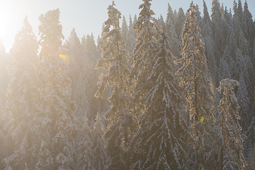 Image showing pine tree forest background covered with fresh snow