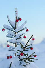 Image showing christmas balls on pine tree