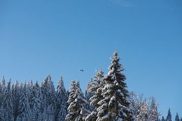 Image showing pine tree forest background covered with fresh snow