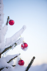 Image showing christmas balls on pine tree