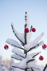 Image showing christmas balls on pine tree