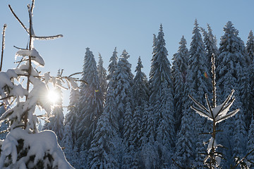 Image showing pine tree forest background covered with fresh snow