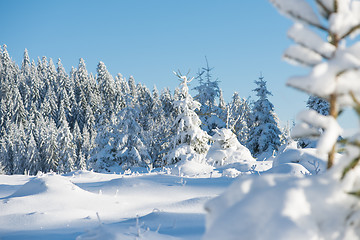 Image showing pine tree forest background covered with fresh snow