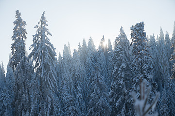 Image showing pine tree forest background covered with fresh snow