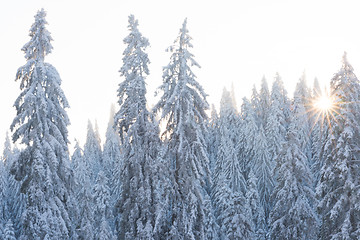 Image showing pine tree forest background covered with fresh snow