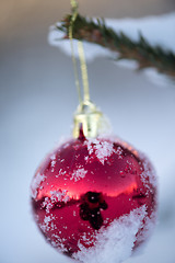 Image showing christmas balls on pine tree