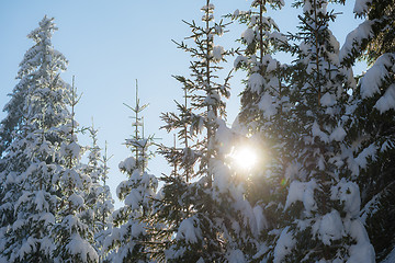 Image showing pine tree forest background covered with fresh snow