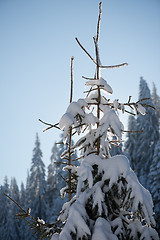 Image showing pine tree forest background covered with fresh snow