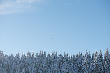 Image showing pine tree forest background covered with fresh snow