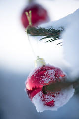 Image showing christmas balls on pine tree