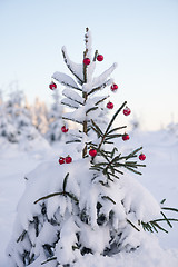 Image showing christmas balls on pine tree