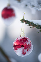 Image showing christmas balls on pine tree