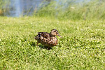 Image showing duck walking on green summer meadow