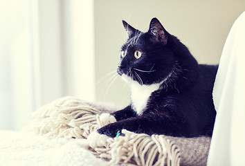 Image showing black and white cat lying on plaid at home