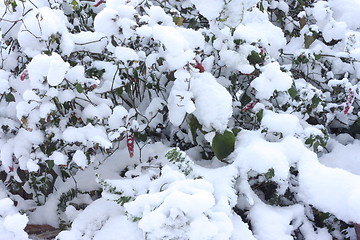 Image showing Plants covered with snow