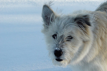 Image showing snowkisser