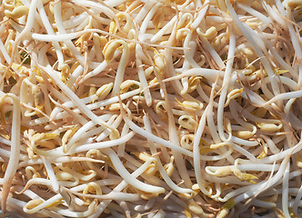 Image showing Mung bean sprouts vegetables