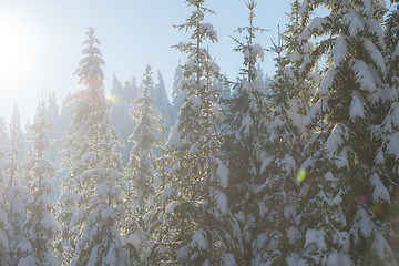 Image showing pine tree forest background covered with fresh snow