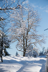 Image showing pine tree forest background covered with fresh snow