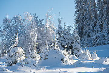 Image showing pine tree forest background covered with fresh snow