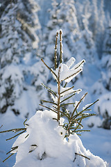 Image showing pine tree forest background covered with fresh snow