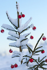 Image showing christmas balls on pine tree