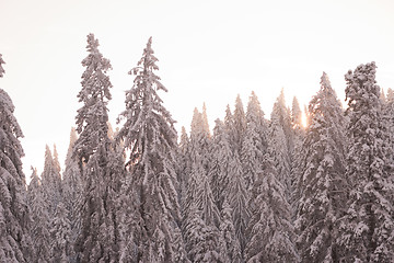 Image showing pine tree forest background covered with fresh snow