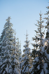 Image showing pine tree forest background covered with fresh snow