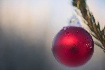 Image showing christmas balls on pine tree